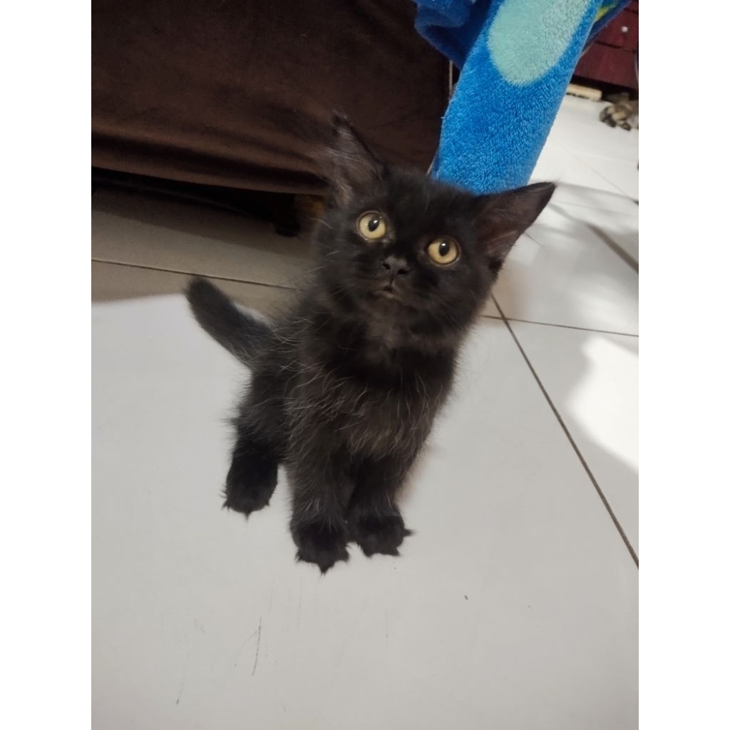 Lepas Adopsi Kucing Persia Kitten warna hitam solid cakep murah