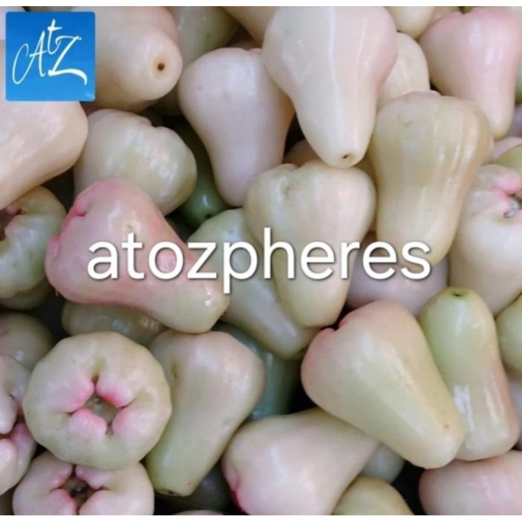 Buah jambu air madu segar pilihan fresh 1kg