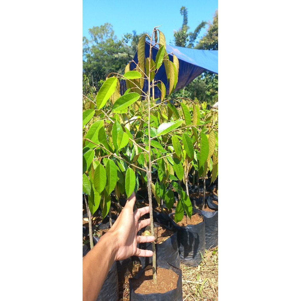 Bibit Durian Bawor/Durian Kromo Banyumas