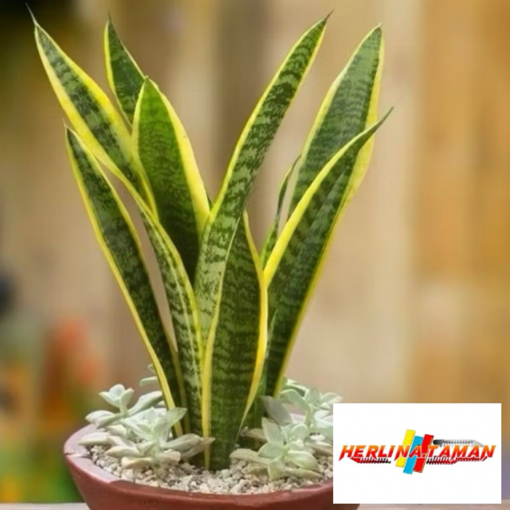 Tanaman Hias Sansivera - Sansivera Lidah Mertua - Sansivera Kuning