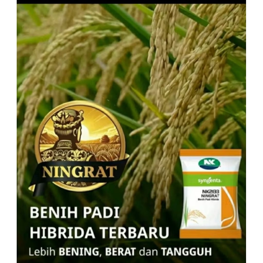 BENIH PADI HIBRIDA TERBARU  1kg
