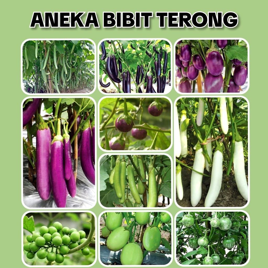 BIBIT TERONG LALAP | TERONG UNGU PANJANG | TERONG TAKOKAK | TERONG UNGU BULAT | TERONG HIJAU PANJANG