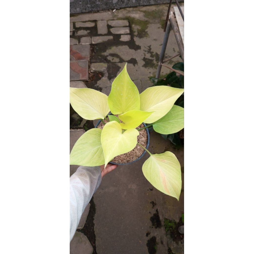 Tanaman Homalomena golden