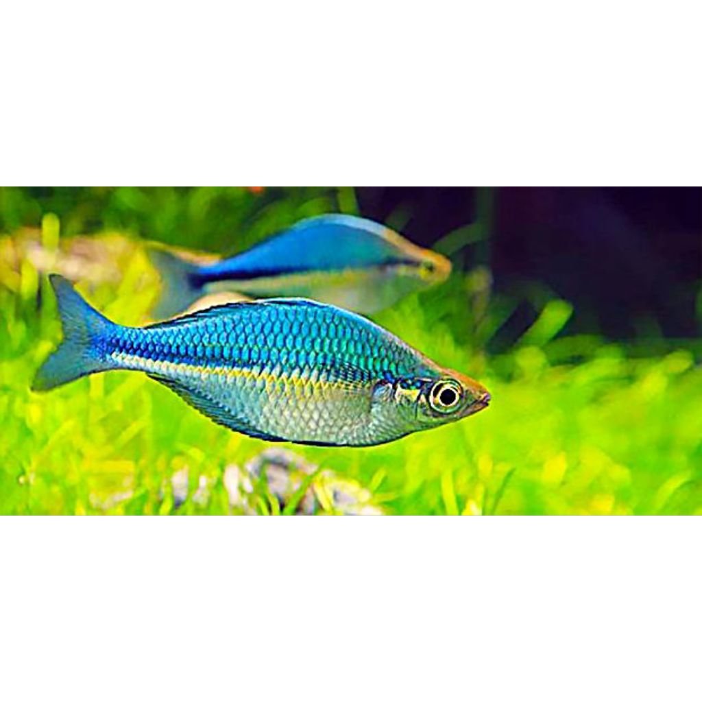 ikan rainbow biru lacustris size 5cm