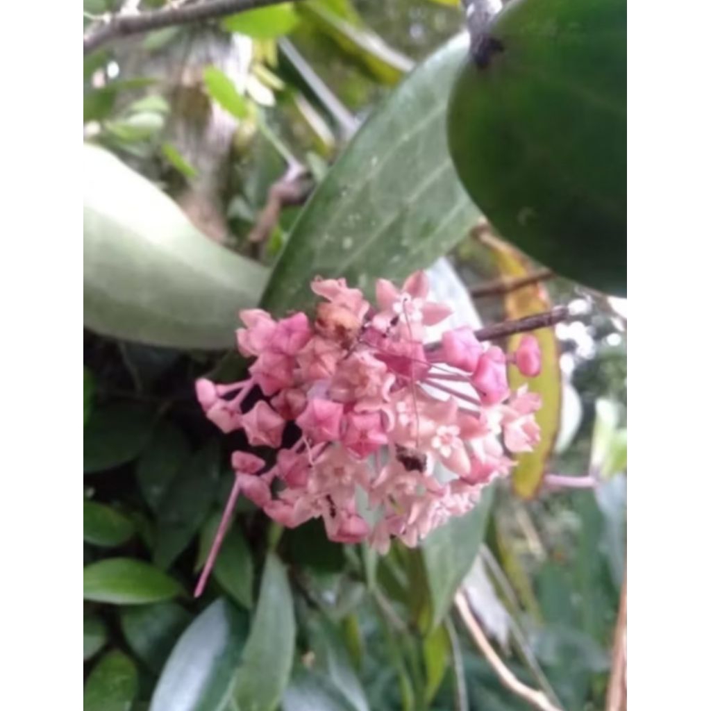 Tanaman hias hoya macropylla rimbun