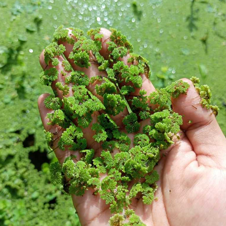 Tanaman Air Azolla, Bibit Indukan Azolla Microphylla, Pakan Tenak Organik