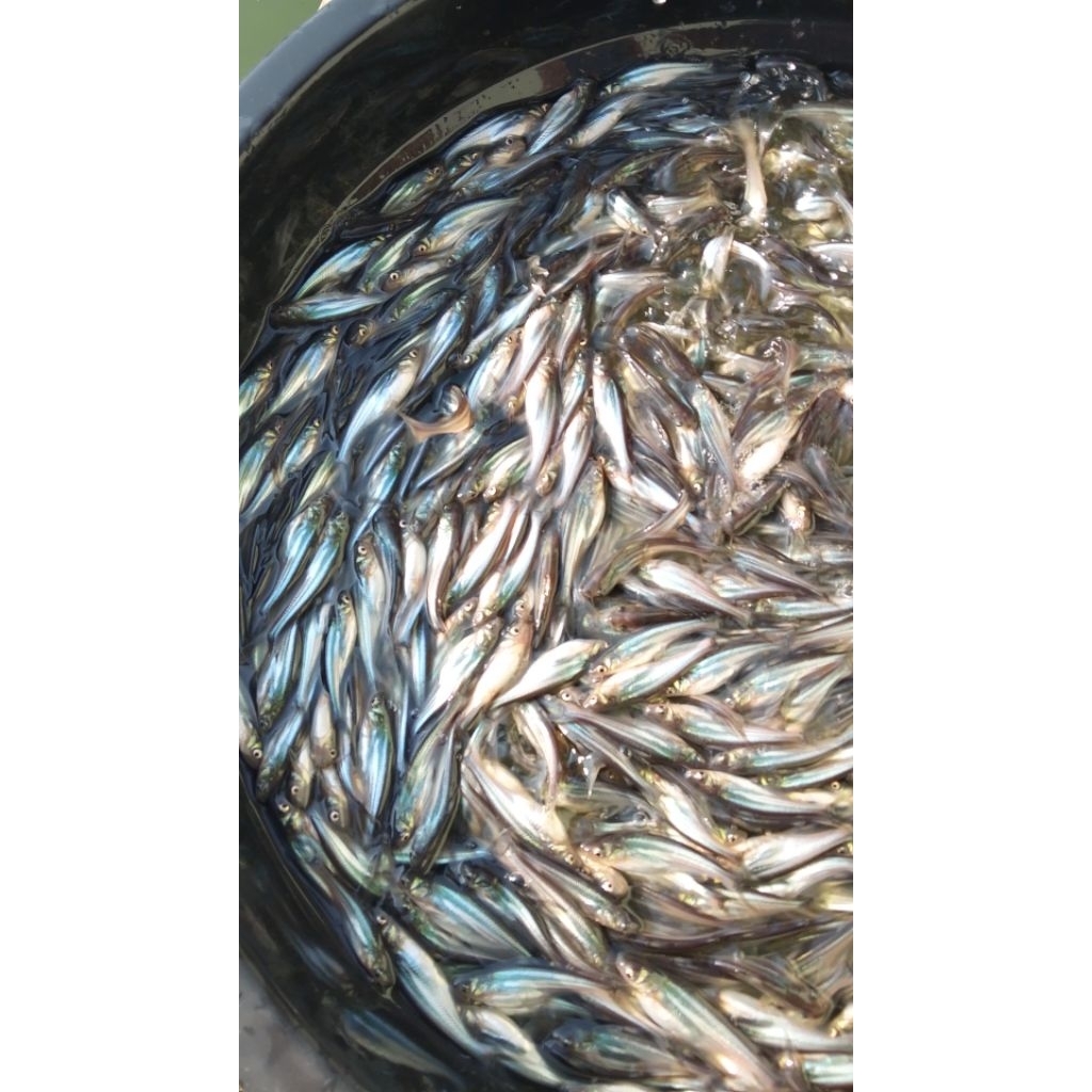 bibit ikan patin super
