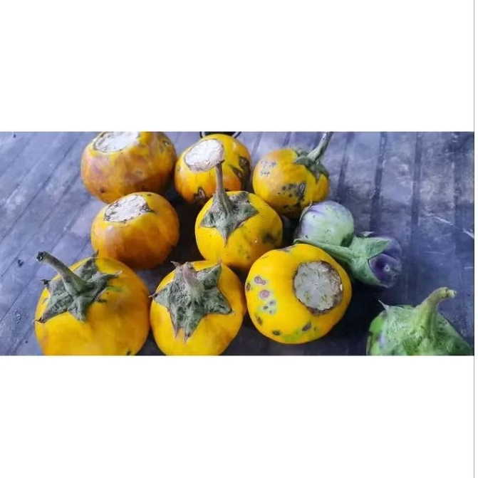 Bibit terong minyak/bibit terong sayur/bibit terong bulat dusun/benih terong minyak/mulan terong/ter