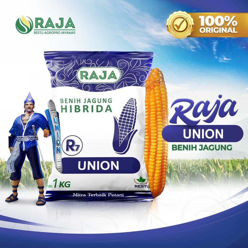 Benih Jagung Hibrida RAJA R7 Union – 1kg