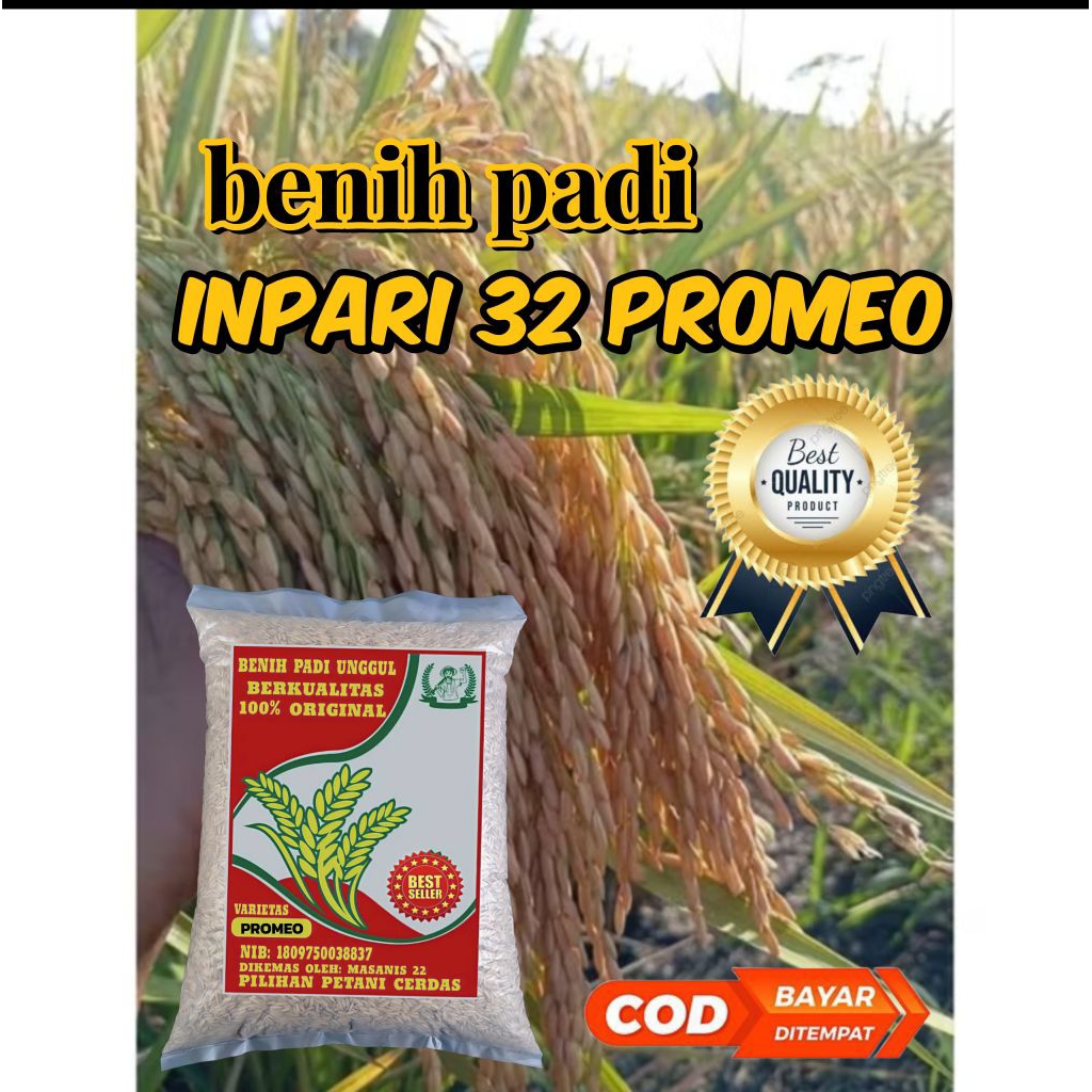 BENIH PADI INPARI 32 PROMEO BERKUALITAS 5KG