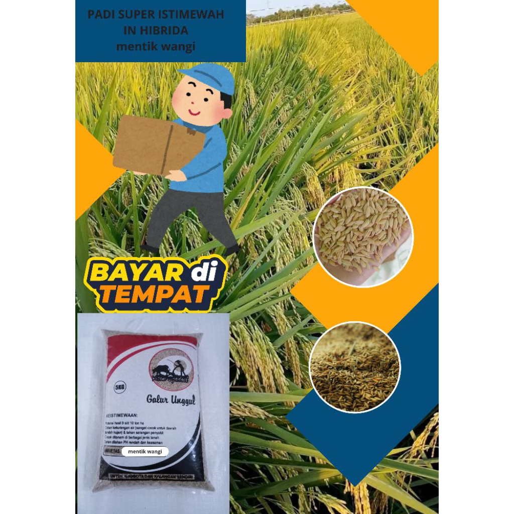 BIBIT PADI MENTIK WANGI UNGGUL KEMASAN 5KG