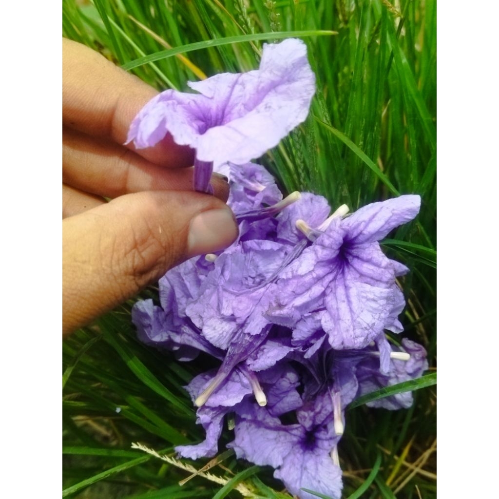 Bunga pletekan daun kencana ungu perbunga