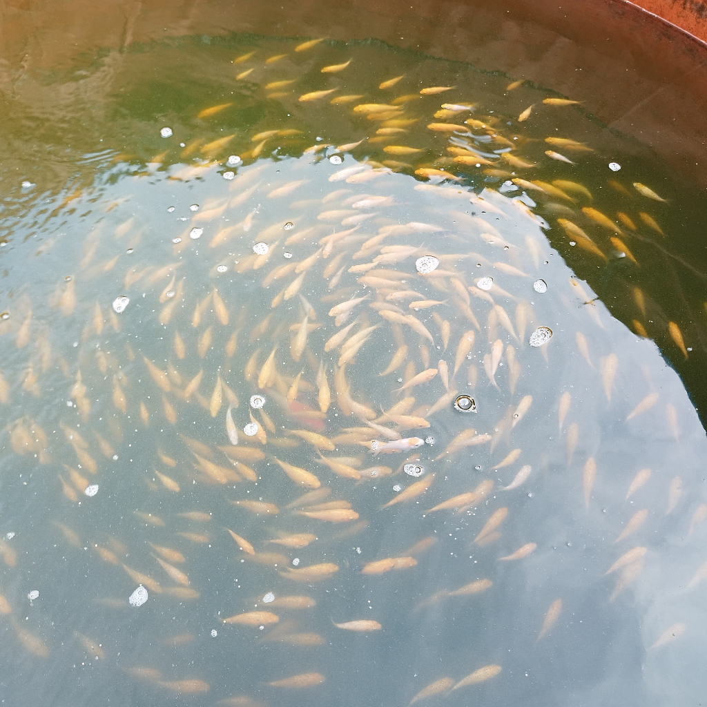 Bibit ikan koi size kecil 5-8 cm indukkan import size jumbo kohaku showa tancho shiro cagoi warna di