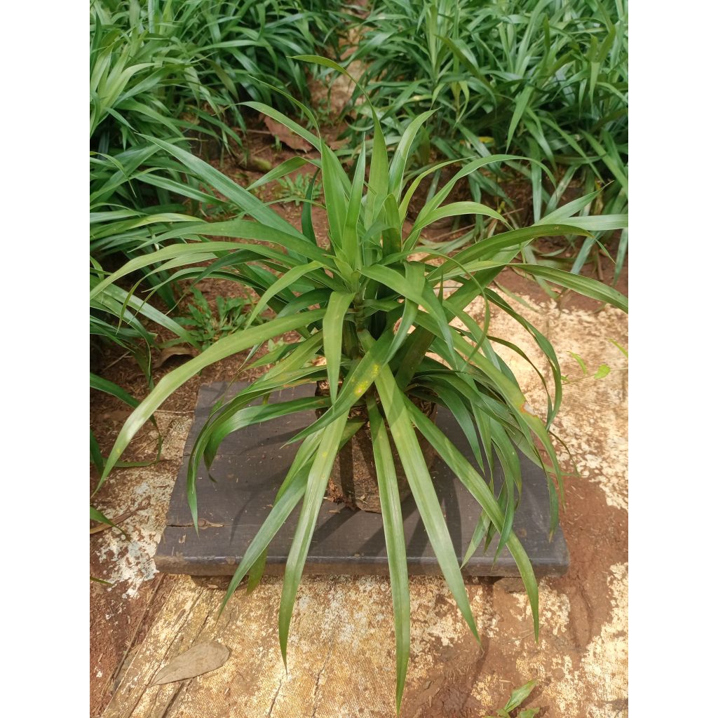 [BISA COD] Tanaman hias sugih, Tanaman hias sugih