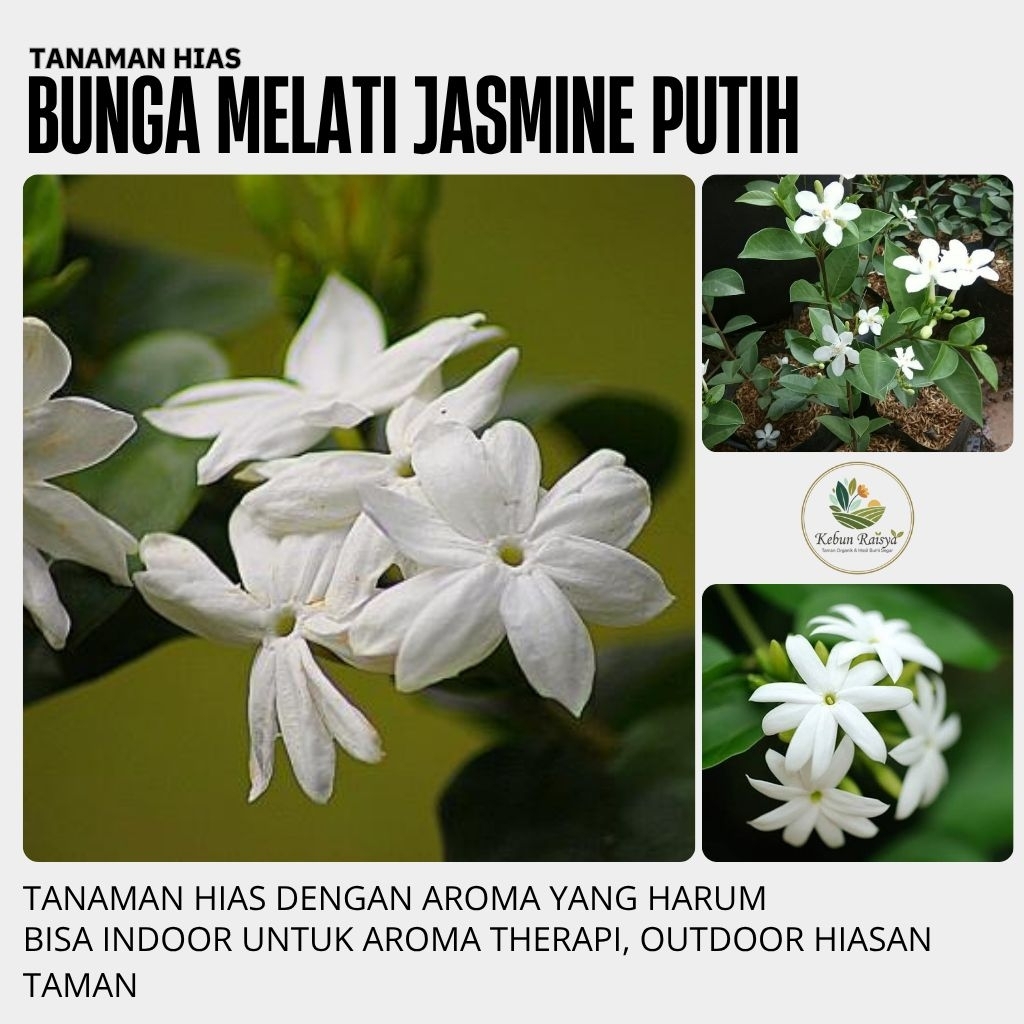 Pohon Bunga Melati Jasmine Hidup Asli Tanaman Bunga Melati Super Wangi Melati Jasmine Bunga Putih