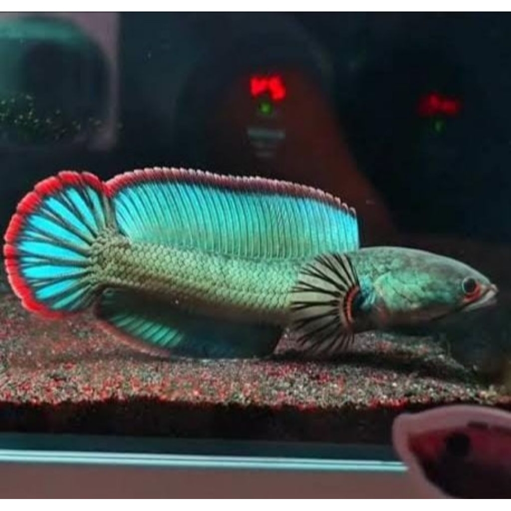 Replika Channa Blue Bengal ( Gachua ) 5-7cm || Garansi Hidup