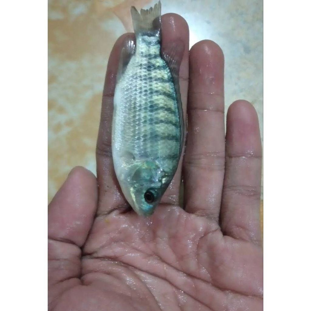 bibit ikan nila 2jari