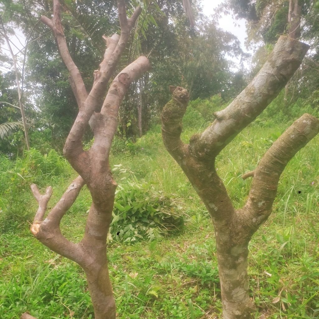 Kayu Bongool Bercabang Media Tanam Anggrek Tingi 170 cm