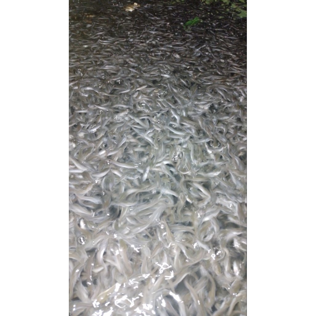 Bibit lele / pakan predator / bibit lele berkualitas per 100 ekor uk 4cm