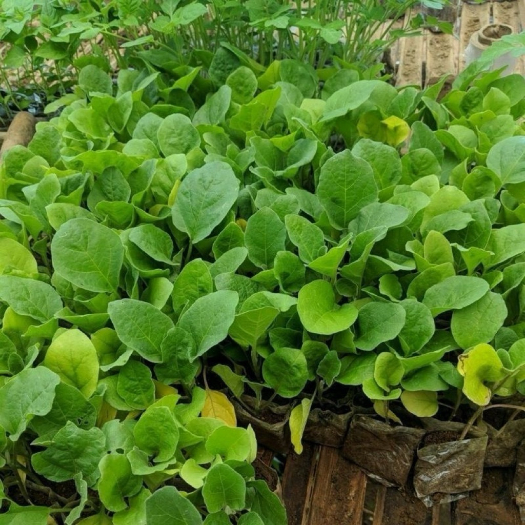 AMERTA BIBIT.id -paket murah 50 bibit tanaman terong unggu siap tanam