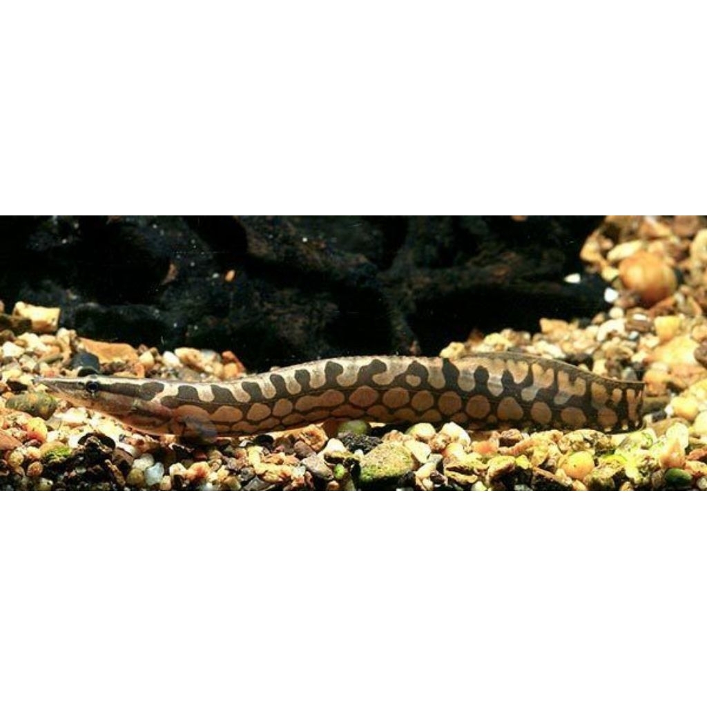 Ikan sili tire track eel ±27cm