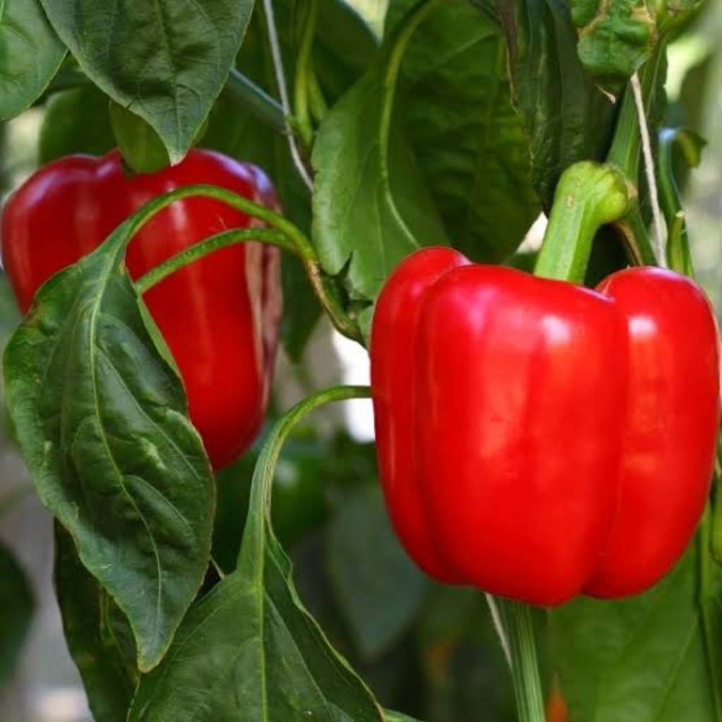 10 Benih Cabe Paprika Merah Bibit Benih Biji Paprika Merah