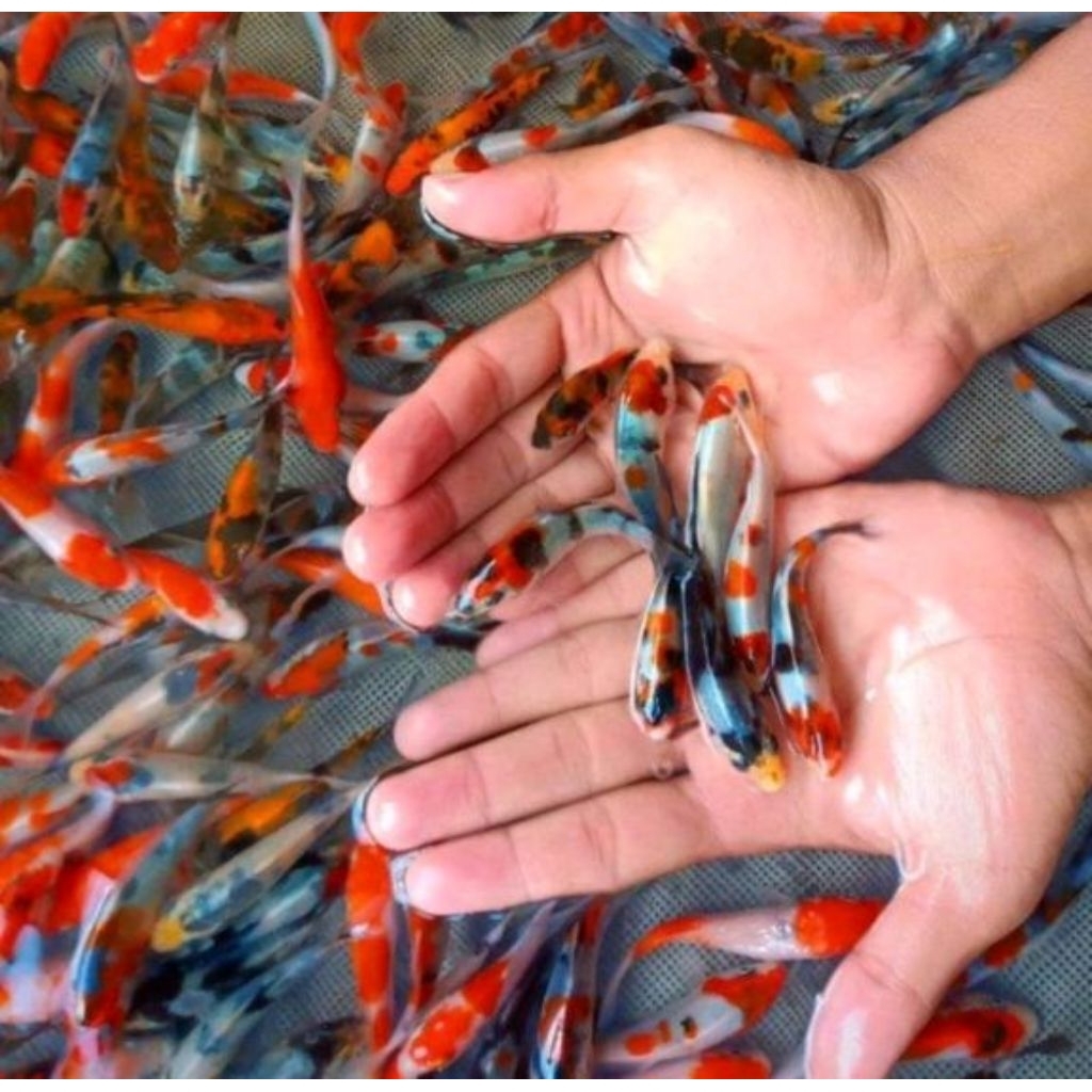 kebutuhan akuarium.. anakan koi random sortiran.