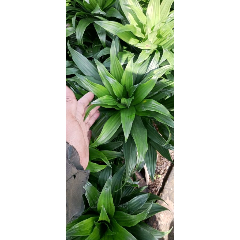 Tanaman Dracaena compacta atau Dracaena Janet Craig Compacta