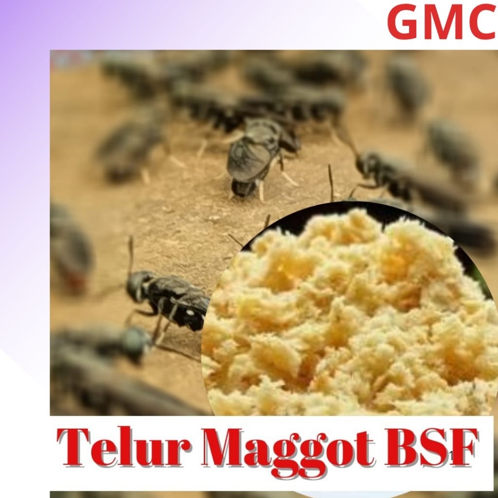 Telor Maggot BSF terdekat 10 Gram+2gr bonus | Telur Lalat Black Soldier Fly