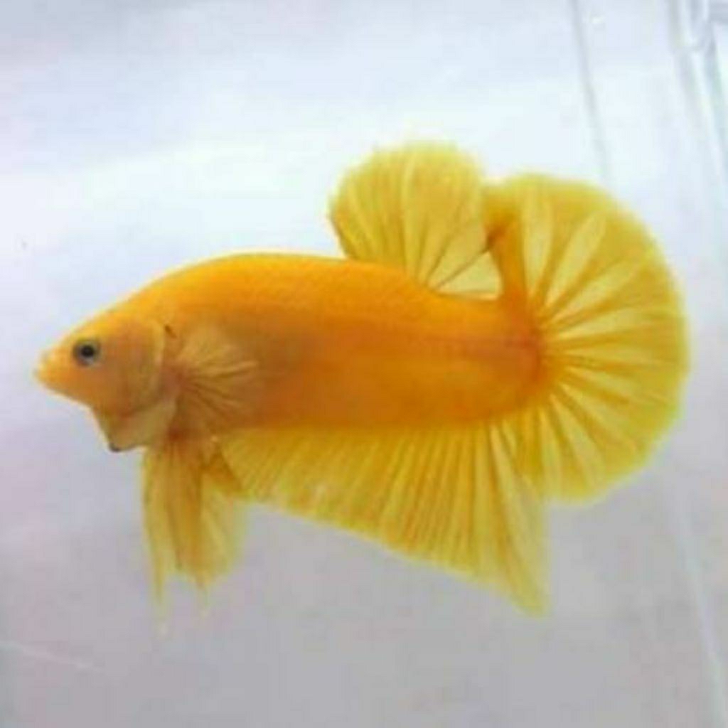 Ikan Cupang Plakat Yellow Banana – Warna Cerah & Ekor Lebar | Betta Fish Hias Unggul