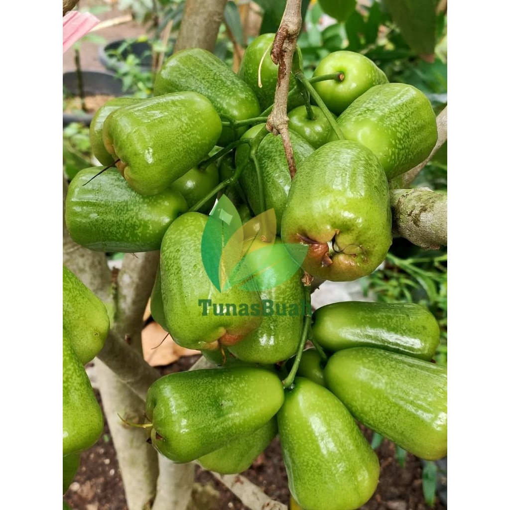 Bibit Jambu Air Khiojok Valid - Okulasi