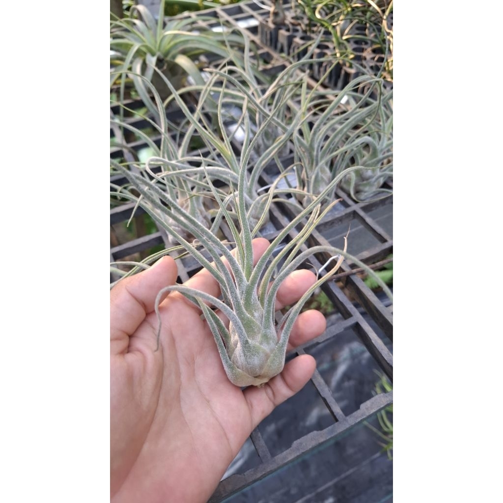 tillandsia pruinosa columbia