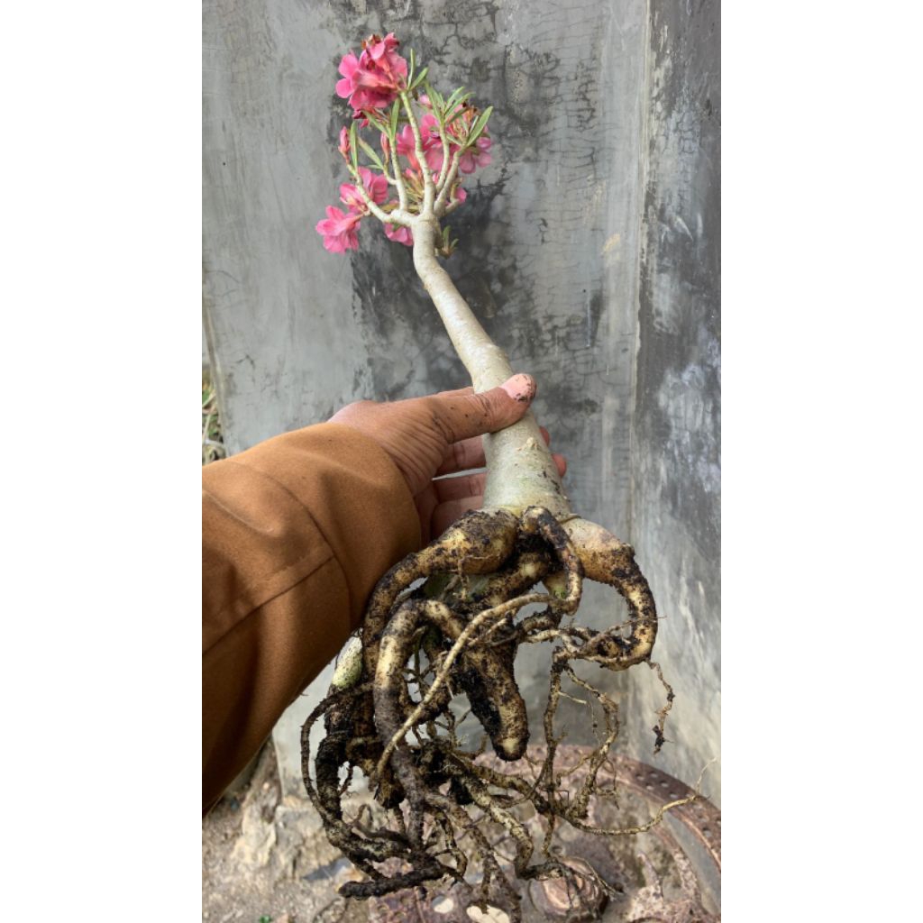 Adenium Grafting ID Swallow Tinggi 60-70cm | Kamboja Jepang Grafting Bunga Unik Warna Cerah | Tanama