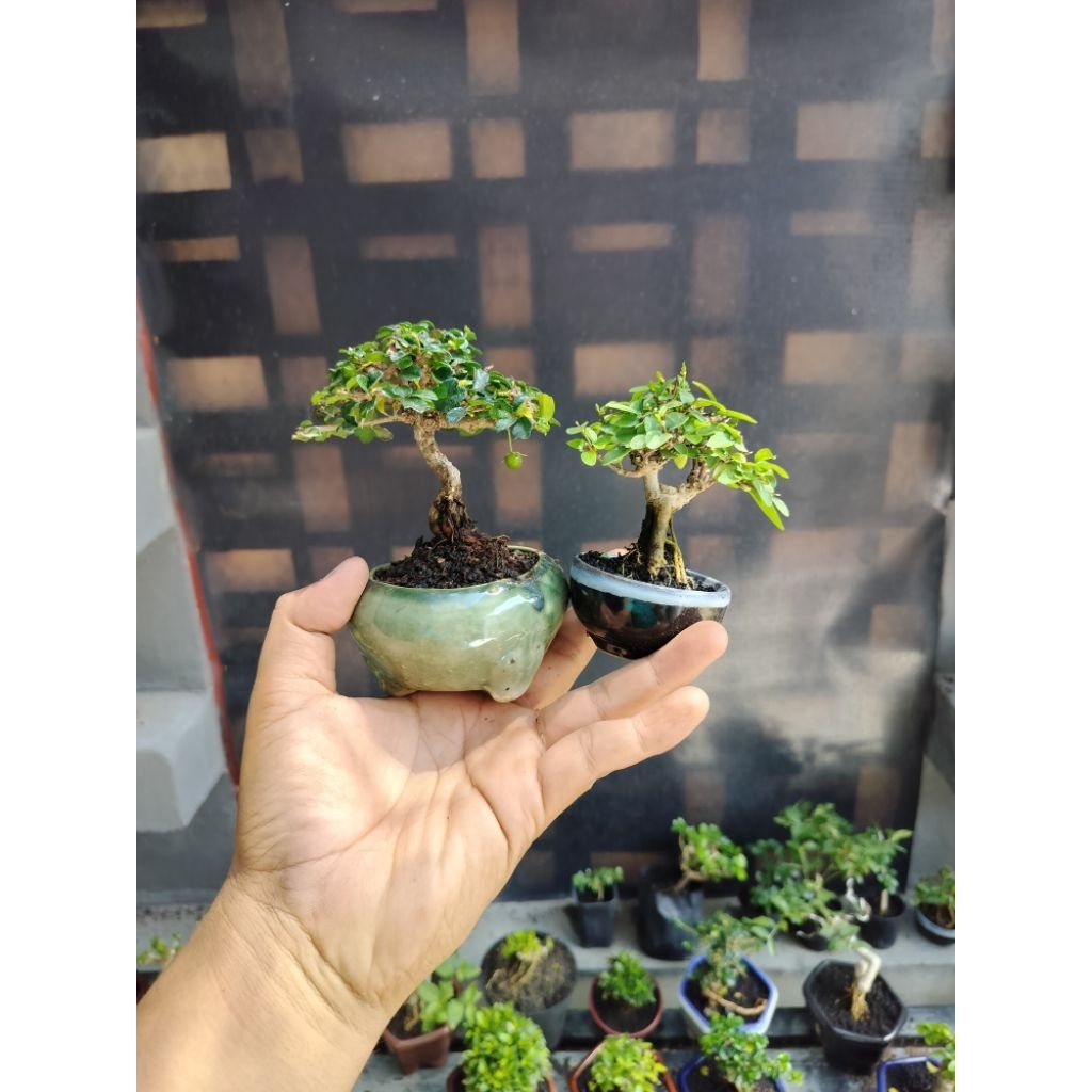bonsai mini