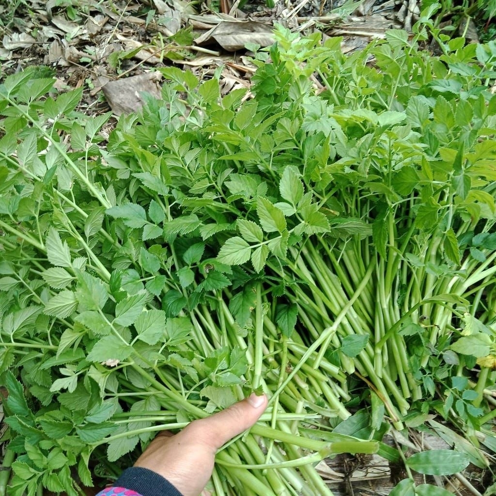 Tespong/lalapan Tespong lalapan mkan dengn sambal