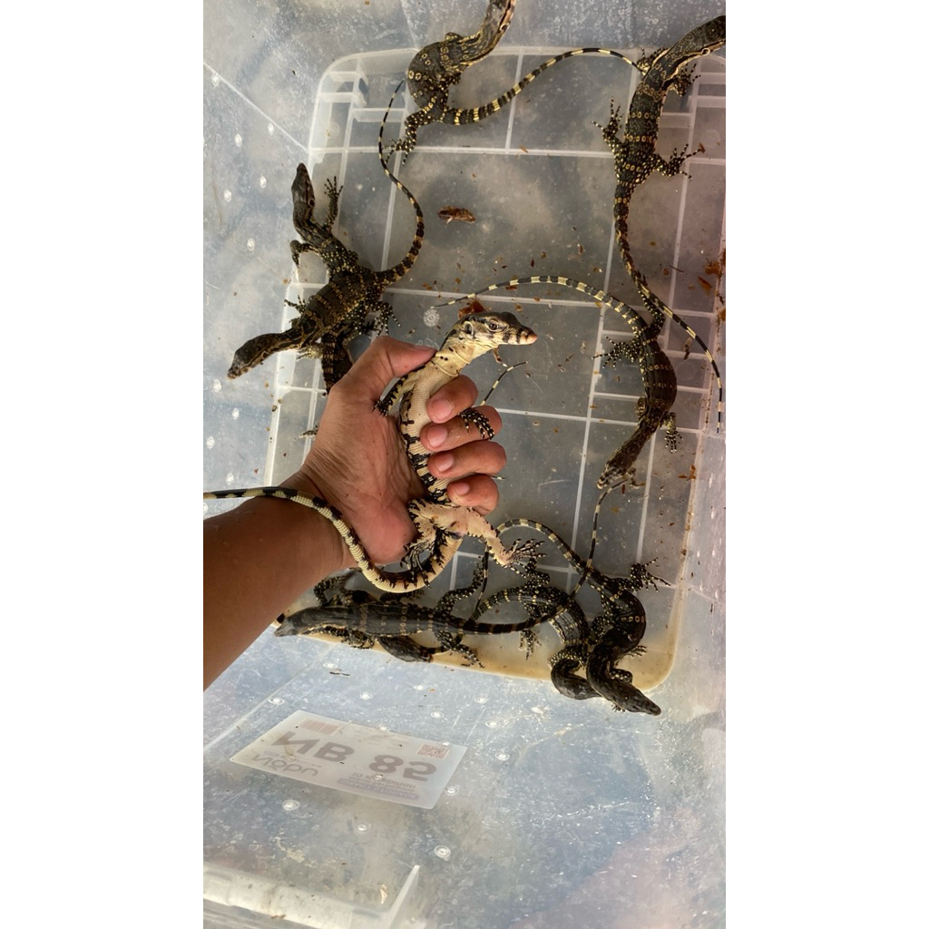 PAJANGAN AKUARIUM 2026 | VARANUS SALVATOR