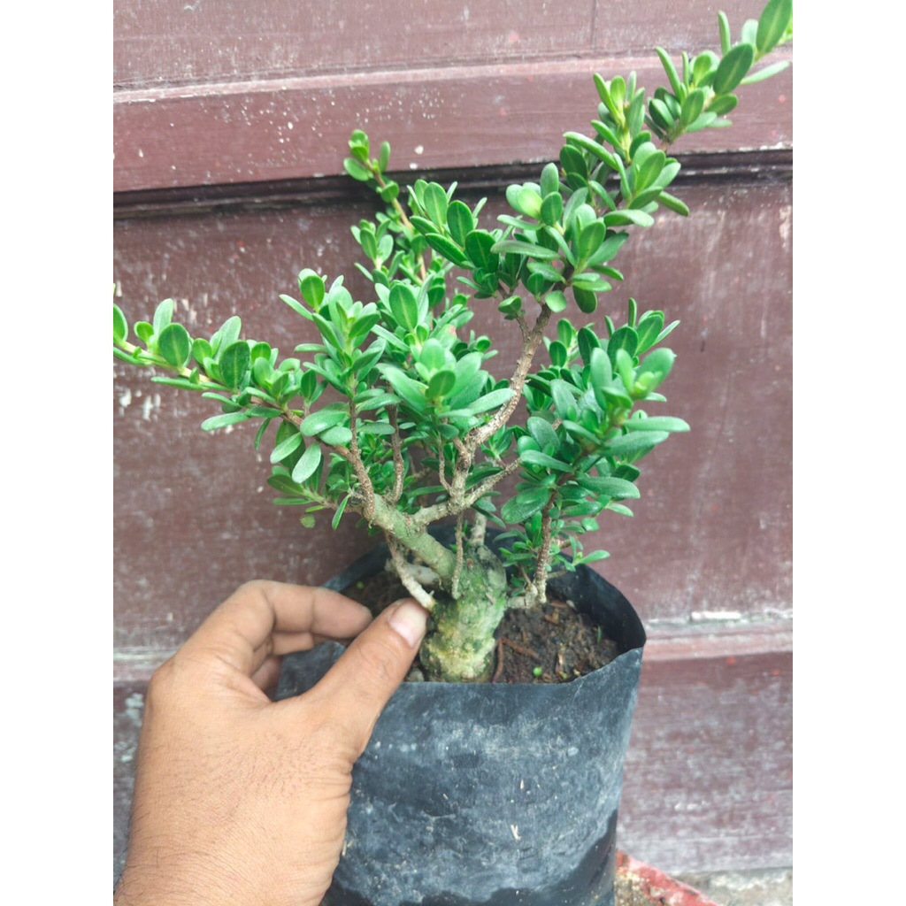 (sesuai gambar) Santigi mawar super