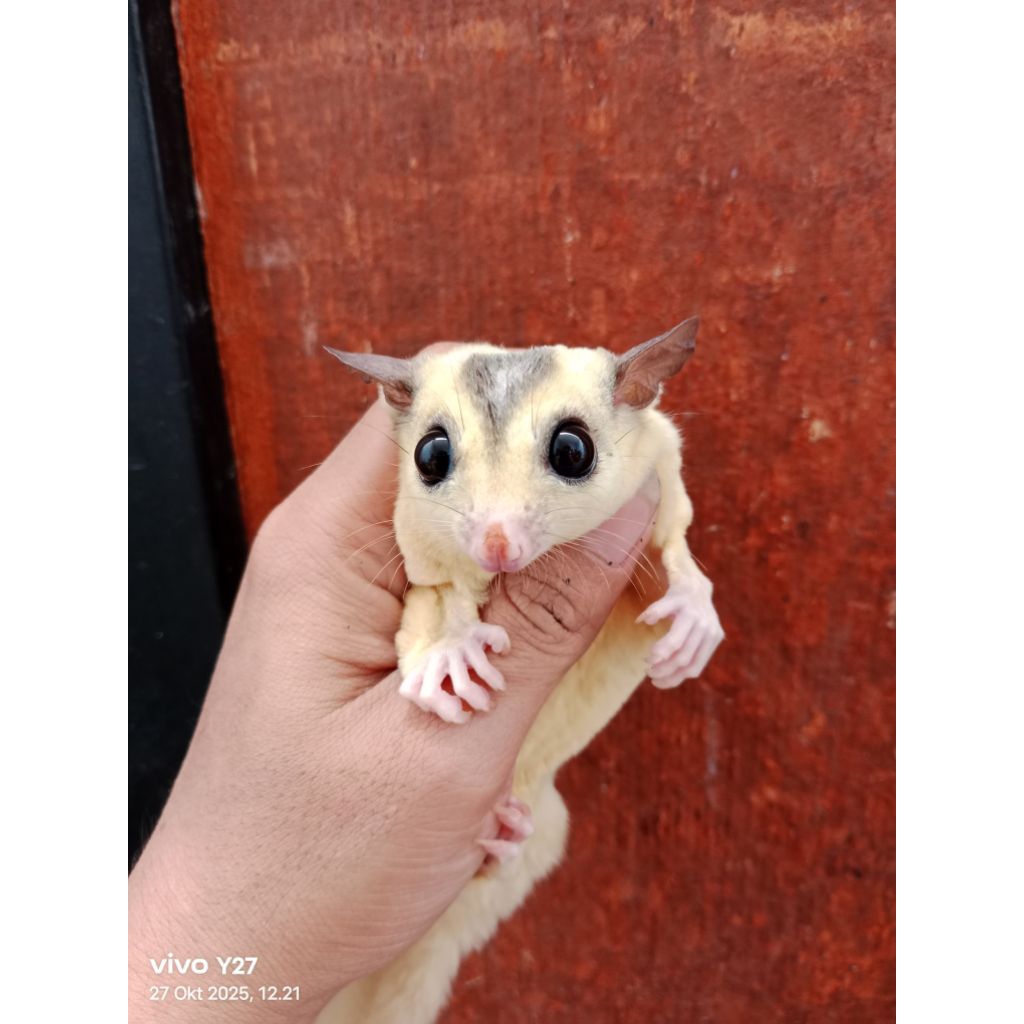 Sugar glider mosaic jantan indukan