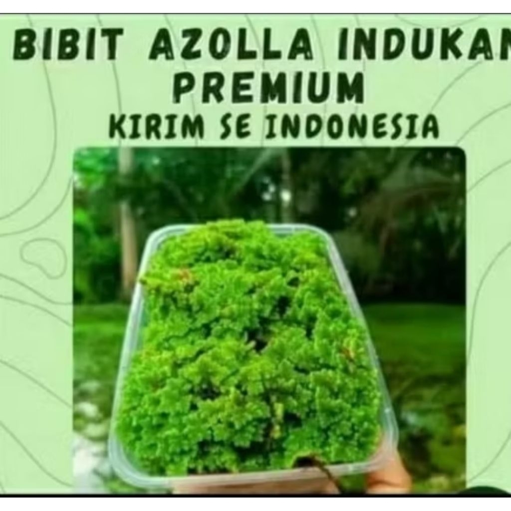 azola 100 gram untuk pakan ternak