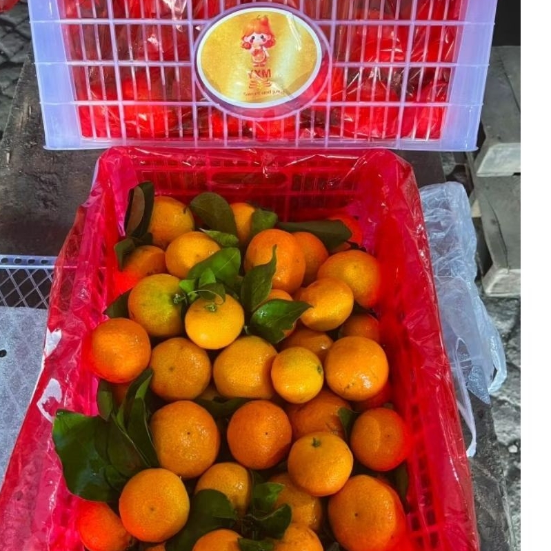 Jeruk  baby wogan /Santang/XL