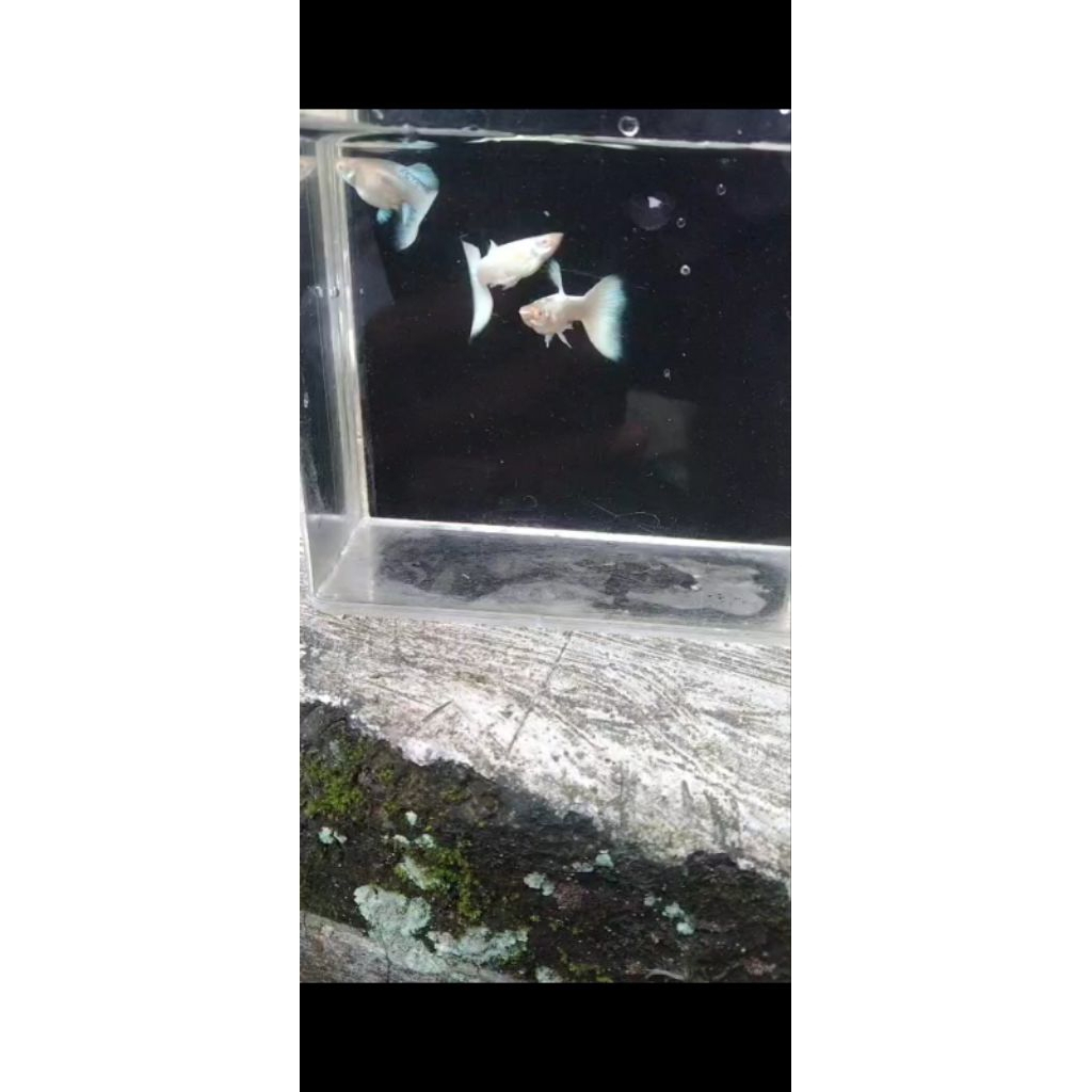 hiasan aquarium guppy albino full platinum