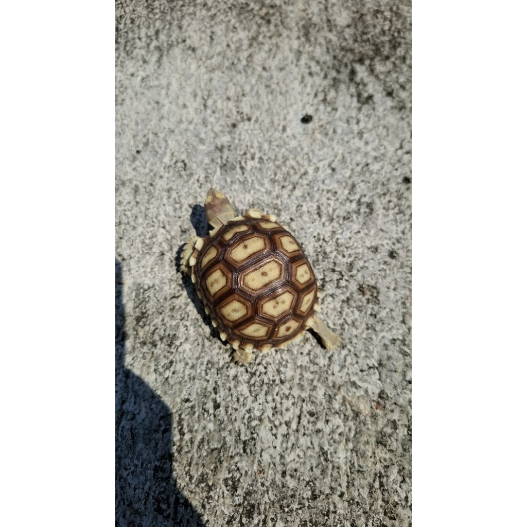 Mainan Sulcata Ukuran 6cm+