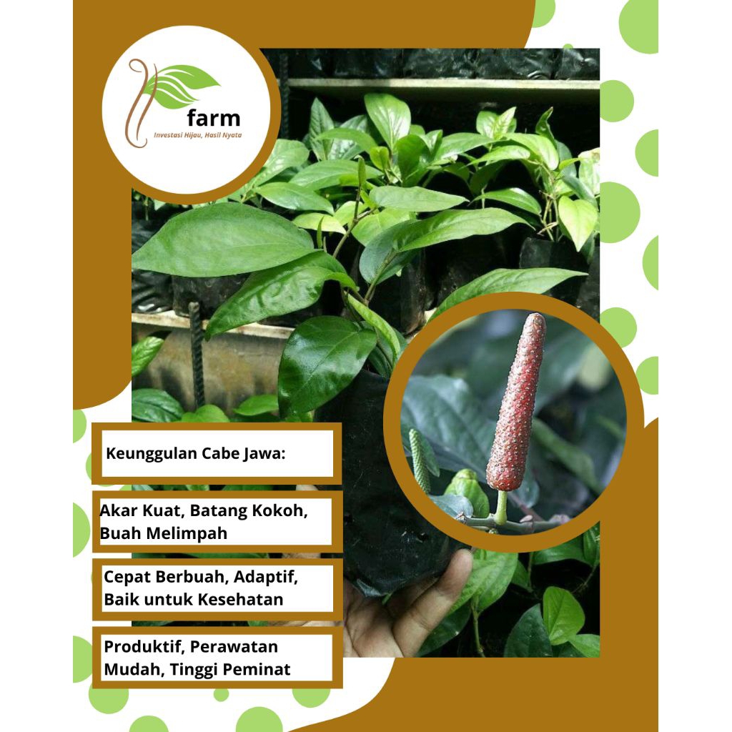 Bibit Cabe Jawa Hibrida - Paket Isi 5 bibit