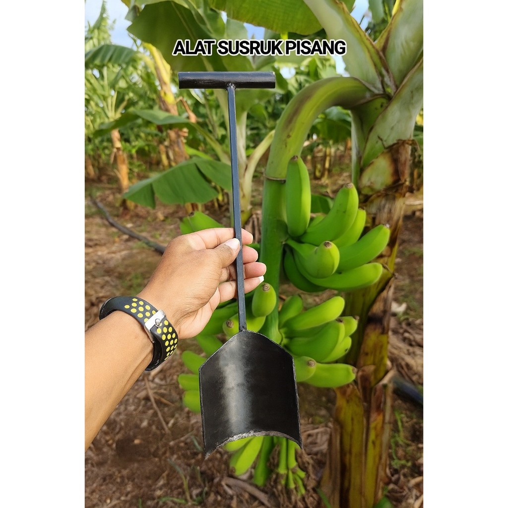 pisiau susruk pisang/pisau sisir pisang