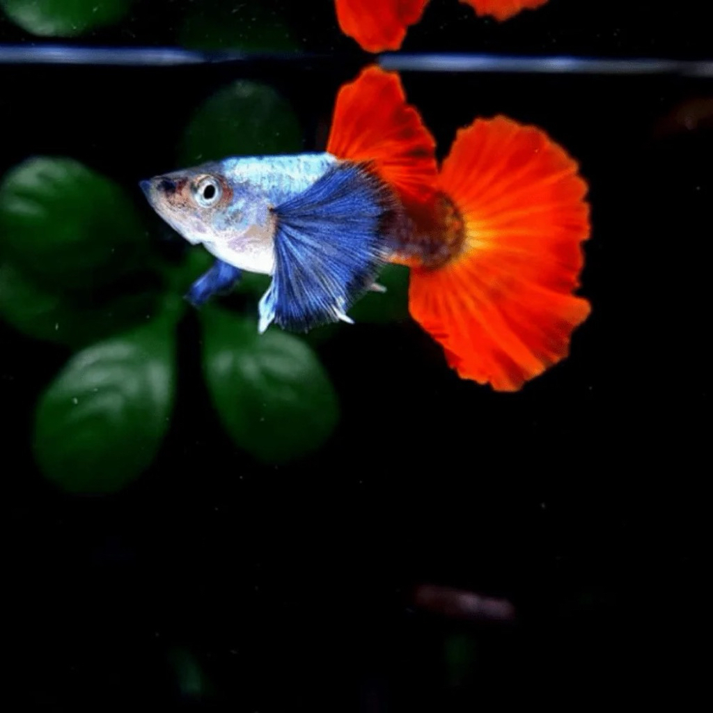 indukan guppy prtde sepasang