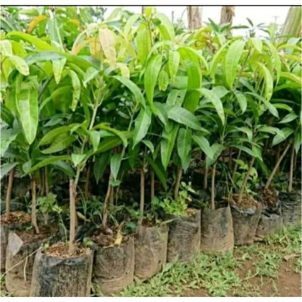 bibit bacang/mangga kebon mangga babakan
