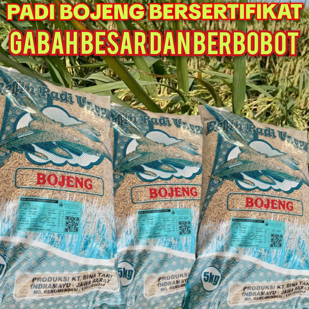 BENIH PADI TERBARU KEBO RANJENG BOJENG BERSERTIFIKAT BERBOBOT KEMASAN 5KG BULIR BESAR