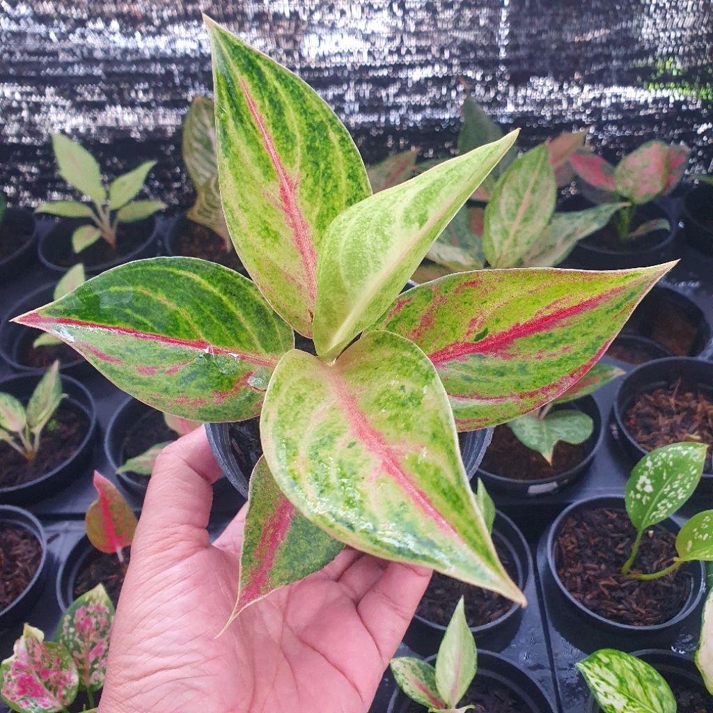 Aglaonema Red Panama Remaja Tanian Lokal