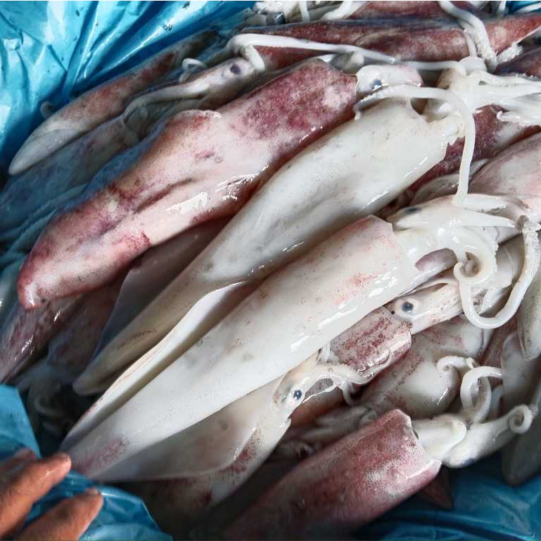 Cumi 1Kg Cumi Basah Cumi Segar Cumi Bangka Cumi Besar Cumi Jumbo Seafood cumi Cumi Segar 1Kg Squit