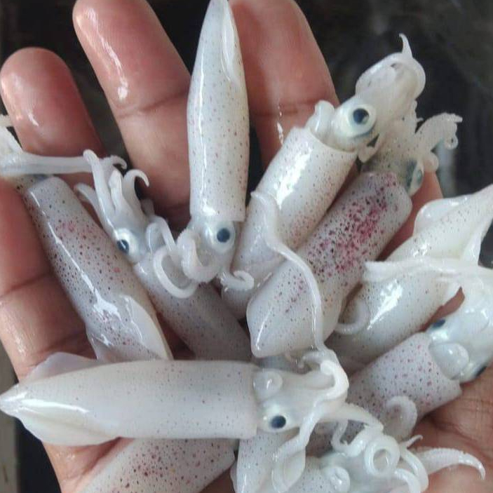 Cumi 1Kg Cumi Segar Cumi cendol Segar Seafood Cumi Cumi Basah Segar 1Kg Squit